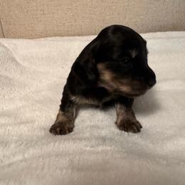 Kevin - Black and cream male Dachshund puppy in Avinger, Texas from Lone Star Longhair Dachshunds