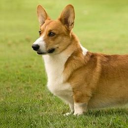 Pembroke Welsh Corgis from Redbud Corgis