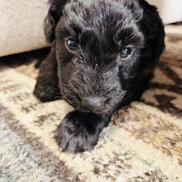 Male 4 - Black and white male Aussiedoodle puppy in Saratoga Springs, New York from Rock Springs Australian Shepherds