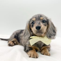 Davy - Dapple female Dachshund puppy in Moses Lake, Washington from Evergreendox Dachshunds