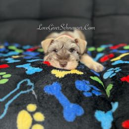 Miniature Schnauzer Puppies from Love Giver Schnauzers
