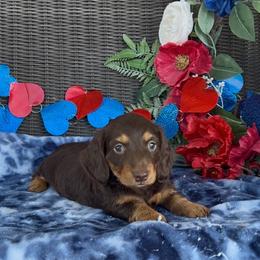 Coco - Chocolate and tan female Dachshund puppy in Poteau, Oklahoma from Sisters Dazzling Dachshunds