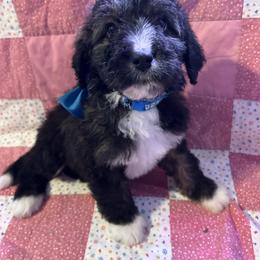 Teal - female Bernedoodle puppy in Delton, Michigan from Rocky Top Acres