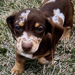 Joker - Dachshund