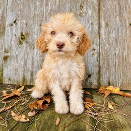 Orange girl - Orange female Lagotto Romagnolo puppy in Lake City, Michigan from Michigan Lagotto