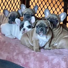 French Bulldog puppies from Queenbeebullies
