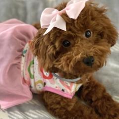 Goldendoodles, Poodles, and Yorkshire Terriers from Fancy Paws Inc