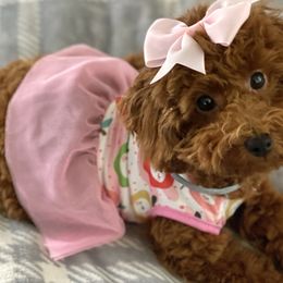 Goldendoodles, Poodles, and Yorkshire Terriers from Fancy Paws Inc