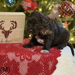 Fizz (Green) - Chocolate male Australian Labradoodle puppy in Citrus Heights, California from Elite Blend Labradoodles