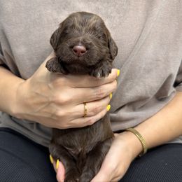 Tackle - Chocolate male Goldendoodle puppy in Garland, Texas from Twilight Doodles