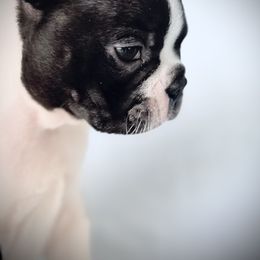 Boston Terrier Puppies from Bluewater Bostons