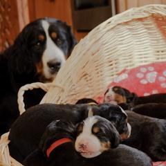 Keely - Bernese Mountain Dog