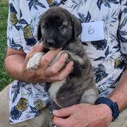 6 - Girl - Brown female Anatolian Pyrenees puppy in Marysville, Ohio from Brotherton Family Farms