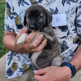 6 - Girl - Brown female Anatolian Pyrenees puppy in Marysville, Ohio from Brotherton Family Farms