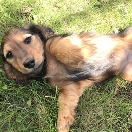 Dachshund Puppies from Hidden Haven Dachshunds