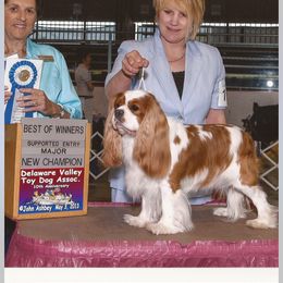 Cavalier King Charles Spaniel Puppies from Whisper Wood Acres