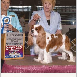 Cavalier King Charles Spaniel Puppies from Whisper Wood Acres