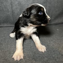 Ember - Black tri female Miniature Australian Shepherd puppy in Mill Spring, North Carolina from Adair Acres Aussies