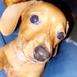 Dachshund Puppies from Harper’s Waggin Winnie’s