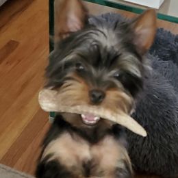 Yorkshire Terriers from Mike's Puppies