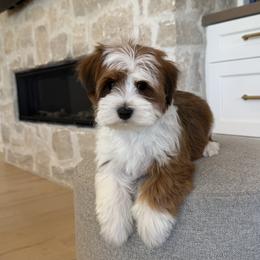 Bernedoodle, Cavapoo, Havanese, and Havapoo Puppies from Lady Paws Puppies - Cassie