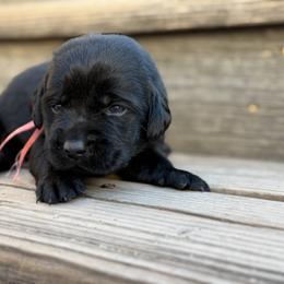 Pink - Black female Labrador Retriever puppy in Paulden, Arizona from Carefree Samoyeds & Deserthills Labradors