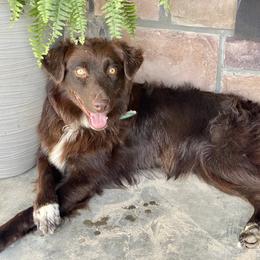 Brownie - Australian Shepherd