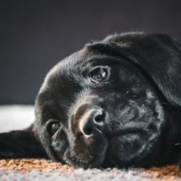 Labrador Retriever Puppies from Mid-Columbia Labradors