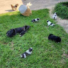 Shih Tzu Puppies from Keepin' it X-tra Shih-Tzu