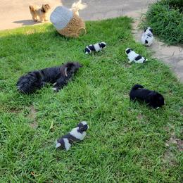 Shih Tzu Puppies from Keepin' it X-tra Shih-Tzu