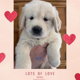 Golden Retriever Puppies from Ruff Life Goldens