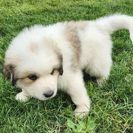 Mr. Dark Grey - White and badger male Great Pyrenees puppy in Kennewick, Washington from Sara Voorhees