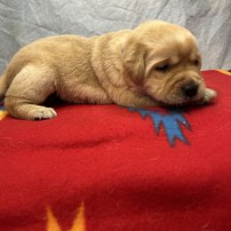 Orange - Yellow male Labrador Retriever puppy in Iowa City, Iowa from Country Road Acres