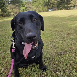 Maggie - Labrador Retriever