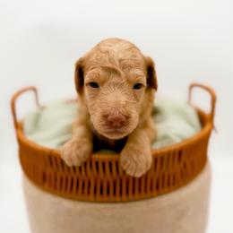 Whitney - Apricot female Goldendoodle puppy in North Carolina from Tuxedo Mountain Doodles