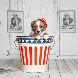 Australian Shepherd Puppies from Veritas Australian Shepherds