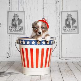 Australian Shepherd Puppies from Veritas Australian Shepherds