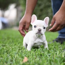 French Bulldogs from Meraki Frenchies LLC