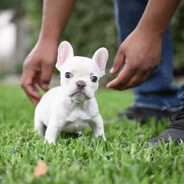 French Bulldogs from Meraki Frenchies LLC