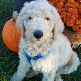 Goldendoodles from MountainLaurel Puppies