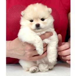 Luna - Cream female Pomeranian puppy in Irvine, California from Bon Bon Poms