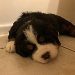 Bernese Mountain Dog Puppies from Bernese Mountain Dogs Pups European Bloodlines
