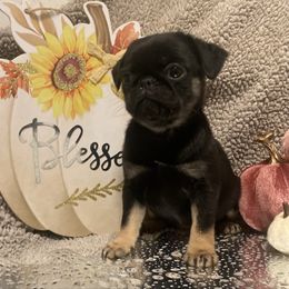 Daisy Mae - Black female Pug puppy in Onalaska, Washington from Cupid’s Pugs