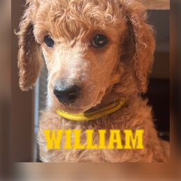 William - Poodle puppy in Oceanside, New York from Anastasia STANDARD Poodles three four seven seven five four two three four five