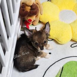 Tinker - Black sabled fawn male Chihuahua puppy in Ponca City, Oklahoma from Bliss Acres Farm