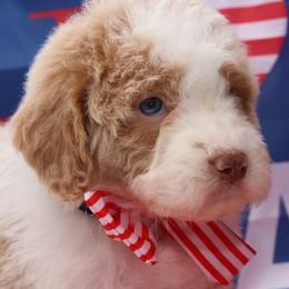 Banner - USA 250th Litter - Parti female Goldendoodle puppy in Westminster, South Carolina from Goldendoodlepuppiessc