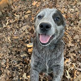 Australian Cattle Dog All Grown Up from Grog Creek Kennel