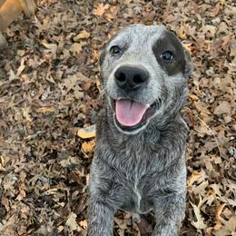 Australian Cattle Dog All Grown Up from Grog Creek Kennel