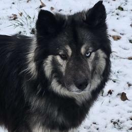 Grimm - Siberian Husky