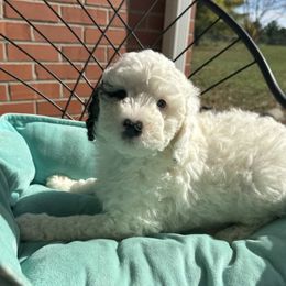 Fester - Black and white male Bernedoodle puppy in Forsyth, Illinois from Birdies Mini Bernedoodles